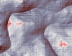 imprenditoria giovanile femminile